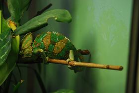 ��ʂ��N���b�N����Ƒ傫�ȉ摜�ŕ\������܂�