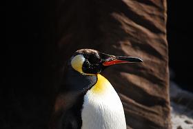 ��ʂ��N���b�N����Ƒ傫�ȉ摜�ŕ\������܂�