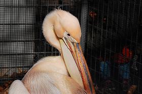 ��ʂ��N���b�N����Ƒ傫�ȉ摜�ŕ\������܂�