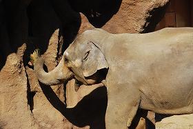 ��ʂ��N���b�N����Ƒ傫�ȉ摜�ŕ\������܂�