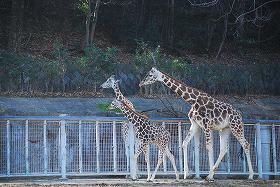 ��ʂ��N���b�N����Ƒ傫�ȉ摜�ŕ\������܂�