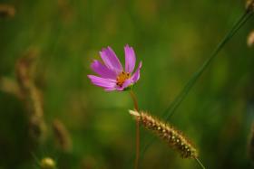 ��ʂ��N���b�N����Ƒ傫�ȉ摜�ŕ\������܂�