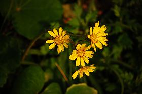 ��ʂ��N���b�N����Ƒ傫�ȉ摜�ŕ\������܂�