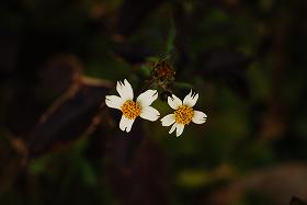 ��ʂ��N���b�N����Ƒ傫�ȉ摜�ŕ\������܂�