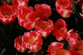 ��ʂ��N���b�N����Ƒ傫�ȉ摜�ŕ\������܂�