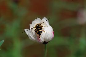 ��ʂ��N���b�N����Ƒ傫�ȉ摜�ŕ\������܂�