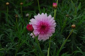 ��ʂ��N���b�N����Ƒ傫�ȉ摜�ŕ\������܂�