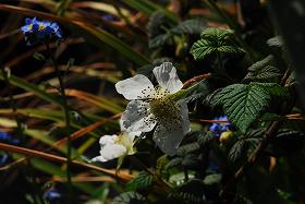 ��ʂ��N���b�N����Ƒ傫�ȉ摜�ŕ\������܂�