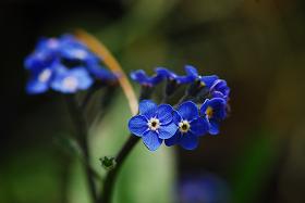 ��ʂ��N���b�N����Ƒ傫�ȉ摜�ŕ\������܂�