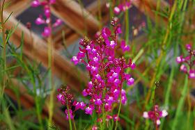 ��ʂ��N���b�N����Ƒ傫�ȉ摜�ŕ\������܂�