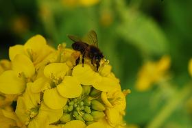 ��ʂ��N���b�N����Ƒ傫�ȉ摜�ŕ\������܂�