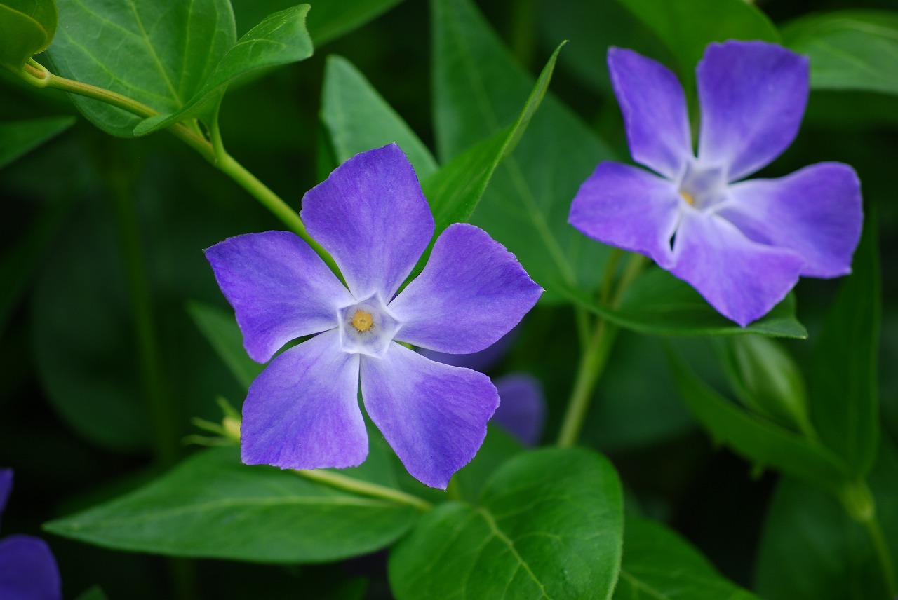 ��ʂ��N���b�N����Ƒ傫�ȉ摜�ŕ\������܂�