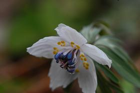 ��ʂ��N���b�N����Ƒ傫�ȉ摜�ŕ\������܂�