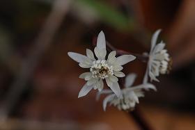 ��ʂ��N���b�N����Ƒ傫�ȉ摜�ŕ\������܂�