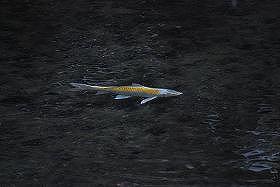 ��ʂ��N���b�N����Ƒ傫�ȉ摜�ŕ\������܂�