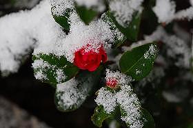 ��ʂ��N���b�N����Ƒ傫�ȉ摜�ŕ\������܂�