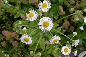 ��ʂ��N���b�N����Ƒ傫�ȉ摜�ŕ\������܂�