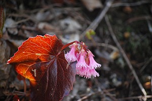 ��ʂ��N���b�N����Ƒ傫�ȉ摜�ŕ\������܂�