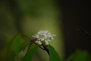 ��ʂ��N���b�N����Ƒ傫�ȉ摜�ŕ\������܂�