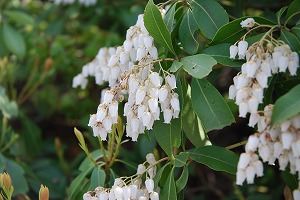 ��ʂ��N���b�N����Ƒ傫�ȉ摜�ŕ\������܂�