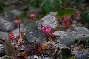 ��ʂ��N���b�N����Ƒ傫�ȉ摜�ŕ\������܂�