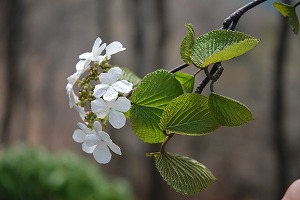 ��ʂ��N���b�N����Ƒ傫�ȉ摜�ŕ\������܂�