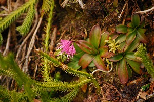 ��ʂ��N���b�N����Ƒ傫�ȉ摜�ŕ\������܂�