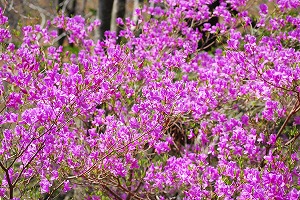 ��ʂ��N���b�N����Ƒ傫�ȉ摜�ŕ\������܂�