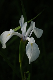 ��ʂ��N���b�N����Ƒ傫�ȉ摜�ŕ\������܂�