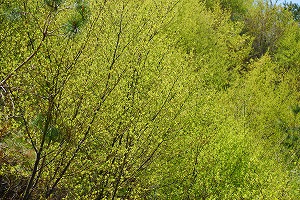 ��ʂ��N���b�N����Ƒ傫�ȉ摜�ŕ\������܂�