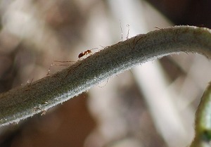 ��ʂ��N���b�N����Ƒ傫�ȉ摜�ŕ\������܂�