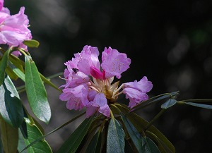 ��ʂ��N���b�N����Ƒ傫�ȉ摜�ŕ\������܂�