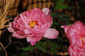 ��ʂ��N���b�N����Ƒ傫�ȉ摜�ŕ\������܂�