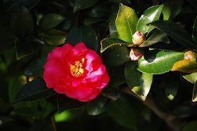 ��ʂ��N���b�N����Ƒ傫�ȉ摜�ŕ\������܂�