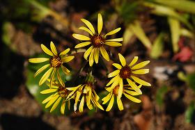 ��ʂ��N���b�N����Ƒ傫�ȉ摜�ŕ\������܂�