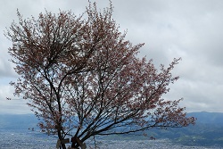 ��ʂ��N���b�N����Ƒ傫�ȉ摜�ŕ\������܂�