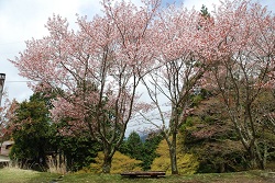 ��ʂ��N���b�N����Ƒ傫�ȉ摜�ŕ\������܂�