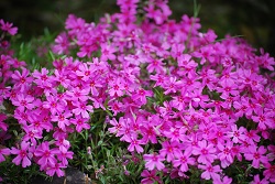 ��ʂ��N���b�N����Ƒ傫�ȉ摜�ŕ\������܂�