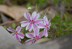 ��ʂ��N���b�N����Ƒ傫�ȉ摜�ŕ\������܂�