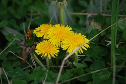 ��ʂ��N���b�N����Ƒ傫�ȉ摜�ŕ\������܂�