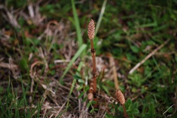 ��ʂ��N���b�N����Ƒ傫�ȉ摜�ŕ\������܂�