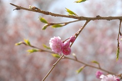 ��ʂ��N���b�N����Ƒ傫�ȉ摜�ŕ\������܂�