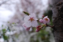 ��ʂ��N���b�N����Ƒ傫�ȉ摜�ŕ\������܂�