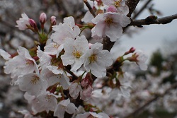 ��ʂ��N���b�N����Ƒ傫�ȉ摜�ŕ\������܂�