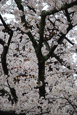 ��ʂ��N���b�N����Ƒ傫�ȉ摜�ŕ\������܂�