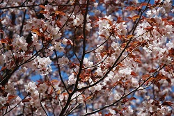 ��ʂ��N���b�N����Ƒ傫�ȉ摜�ŕ\������܂�